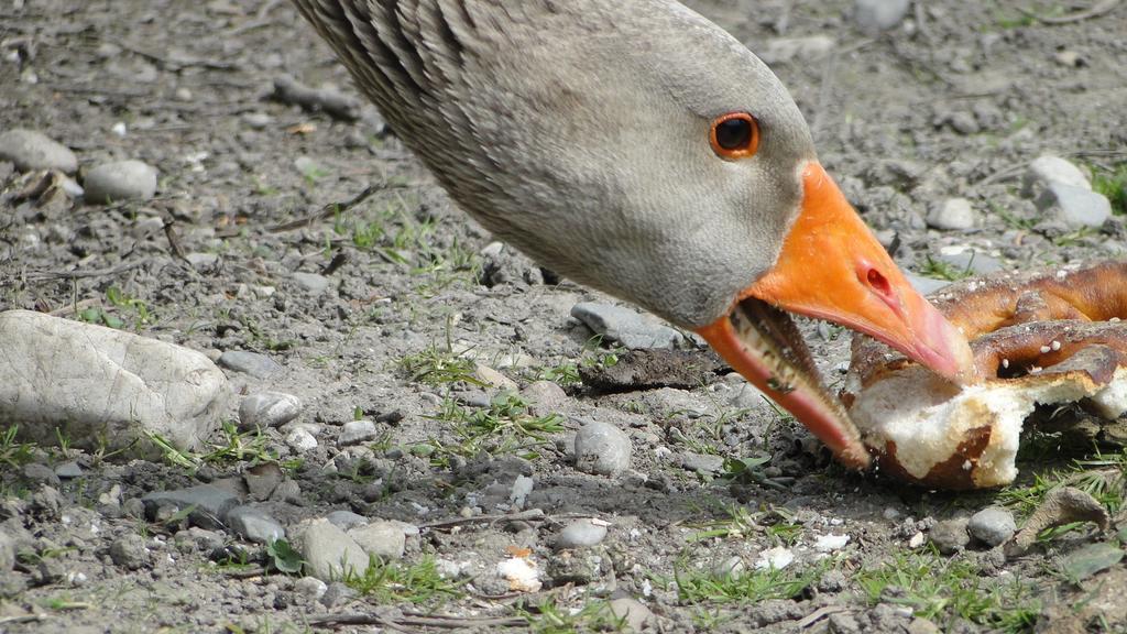 Zaisslhaeusl Hof Ferienwohnungen Übersee Zewnętrze zdjęcie